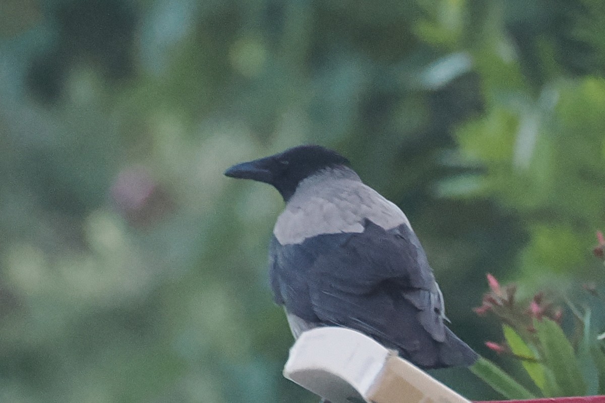 Hooded Crow - Donna Pomeroy