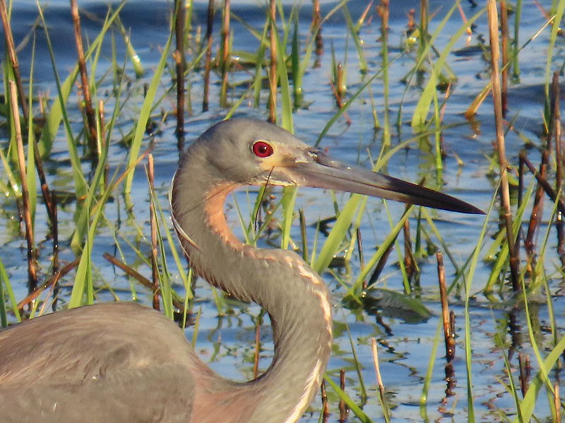 Tricolored Heron - Karen Lebing