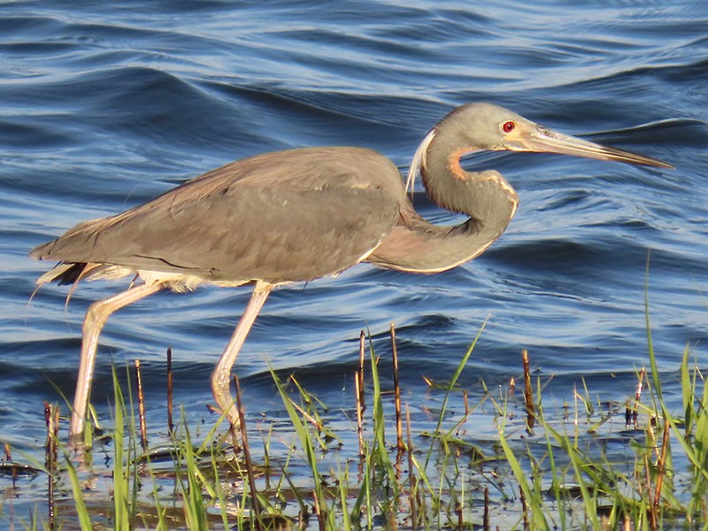 Tricolored Heron - Karen Lebing