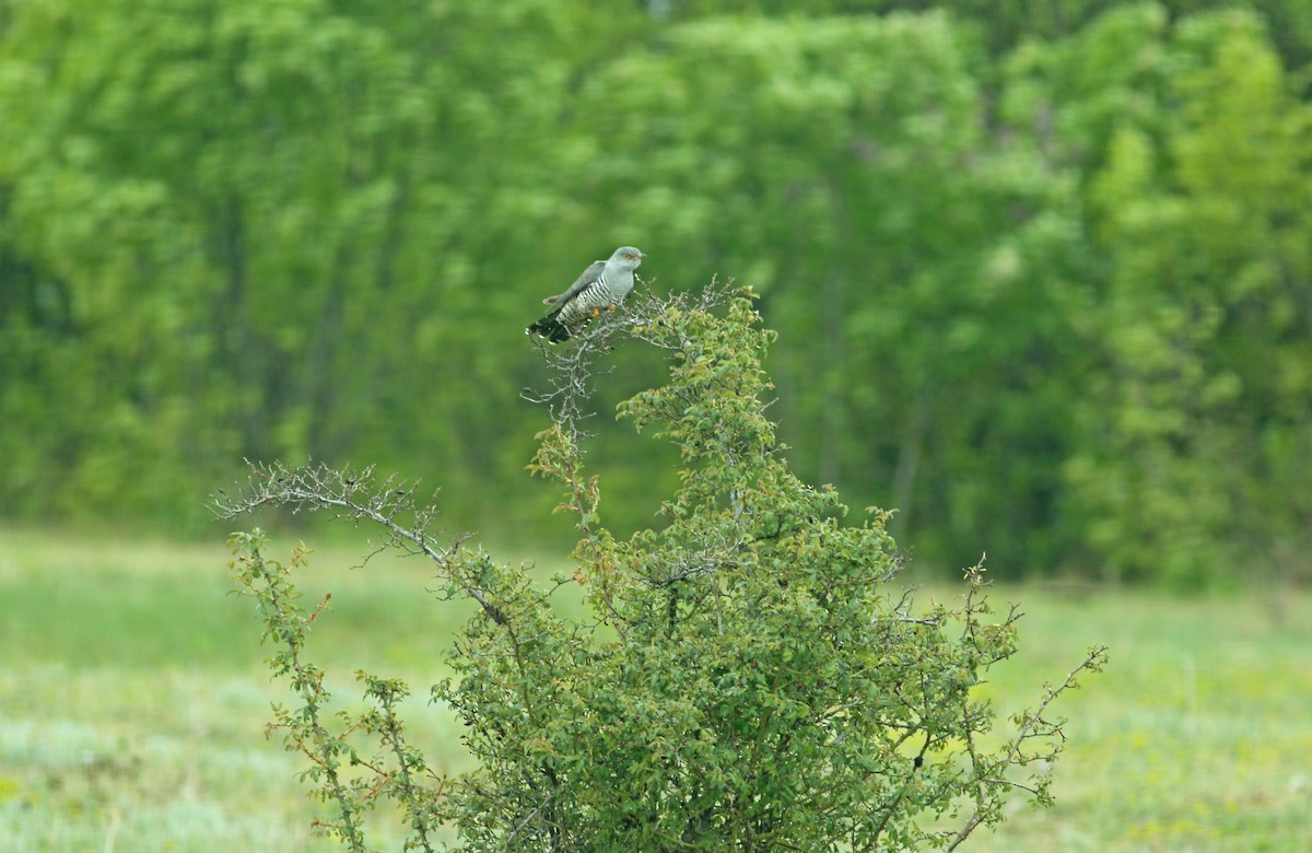 Common Cuckoo - Andrew Steele