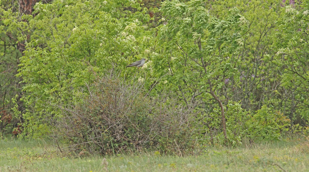 Common Cuckoo - ML619494674