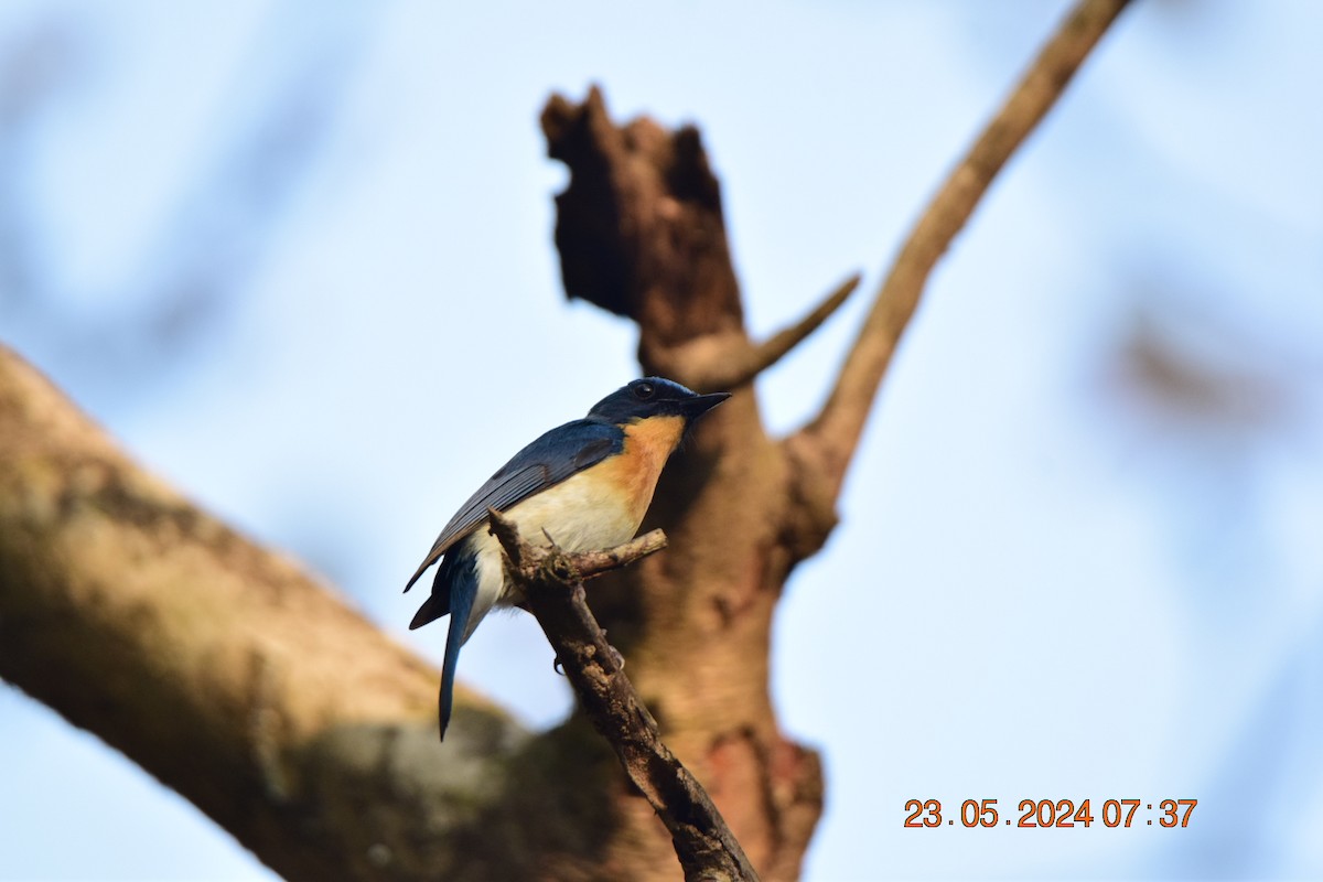 Tickell's Blue Flycatcher - ML619494677