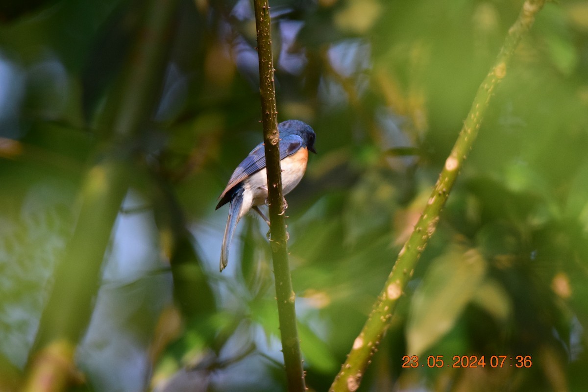 Tickell's Blue Flycatcher - Sanjana Kajawe