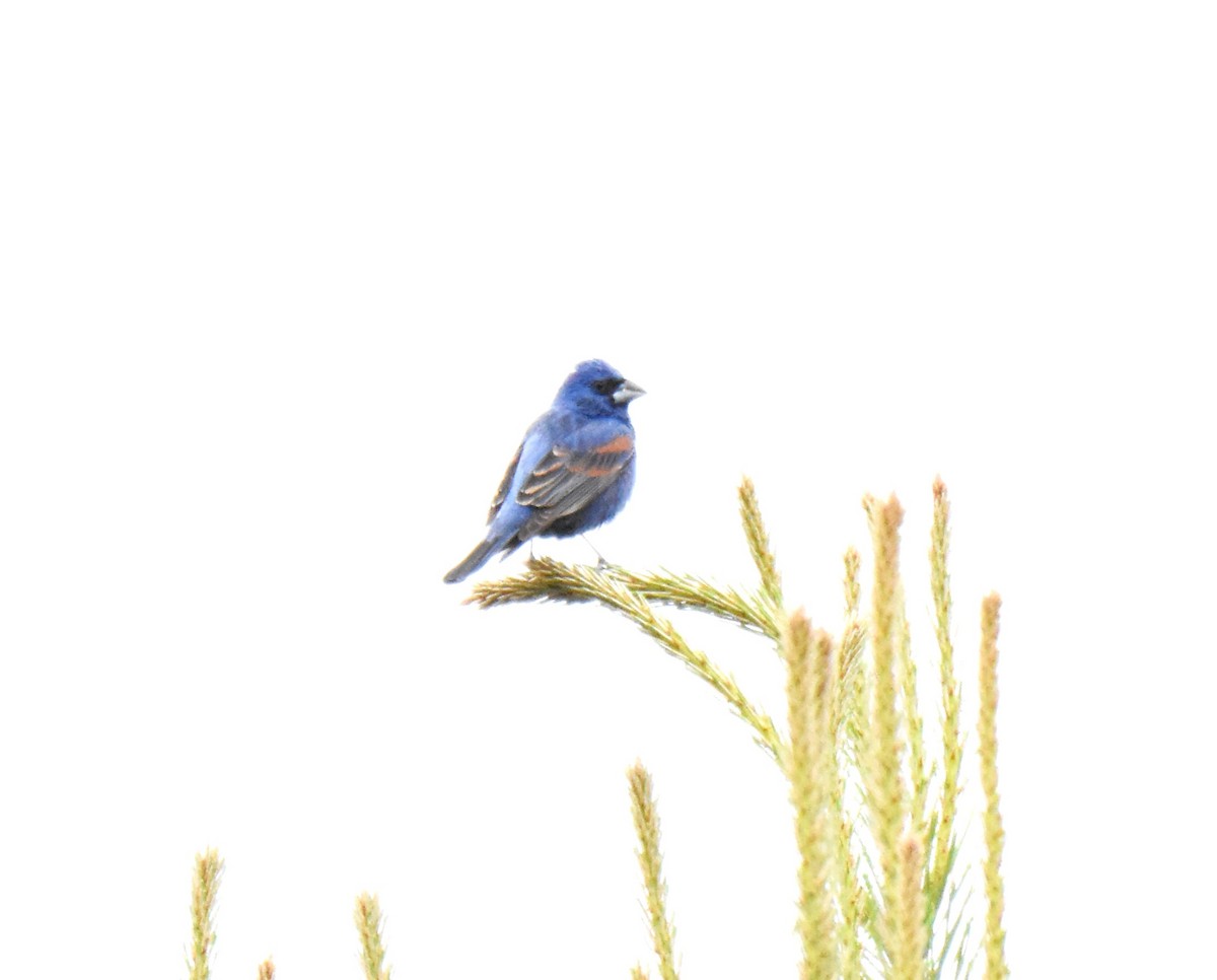 Blue Grosbeak - peter robinson