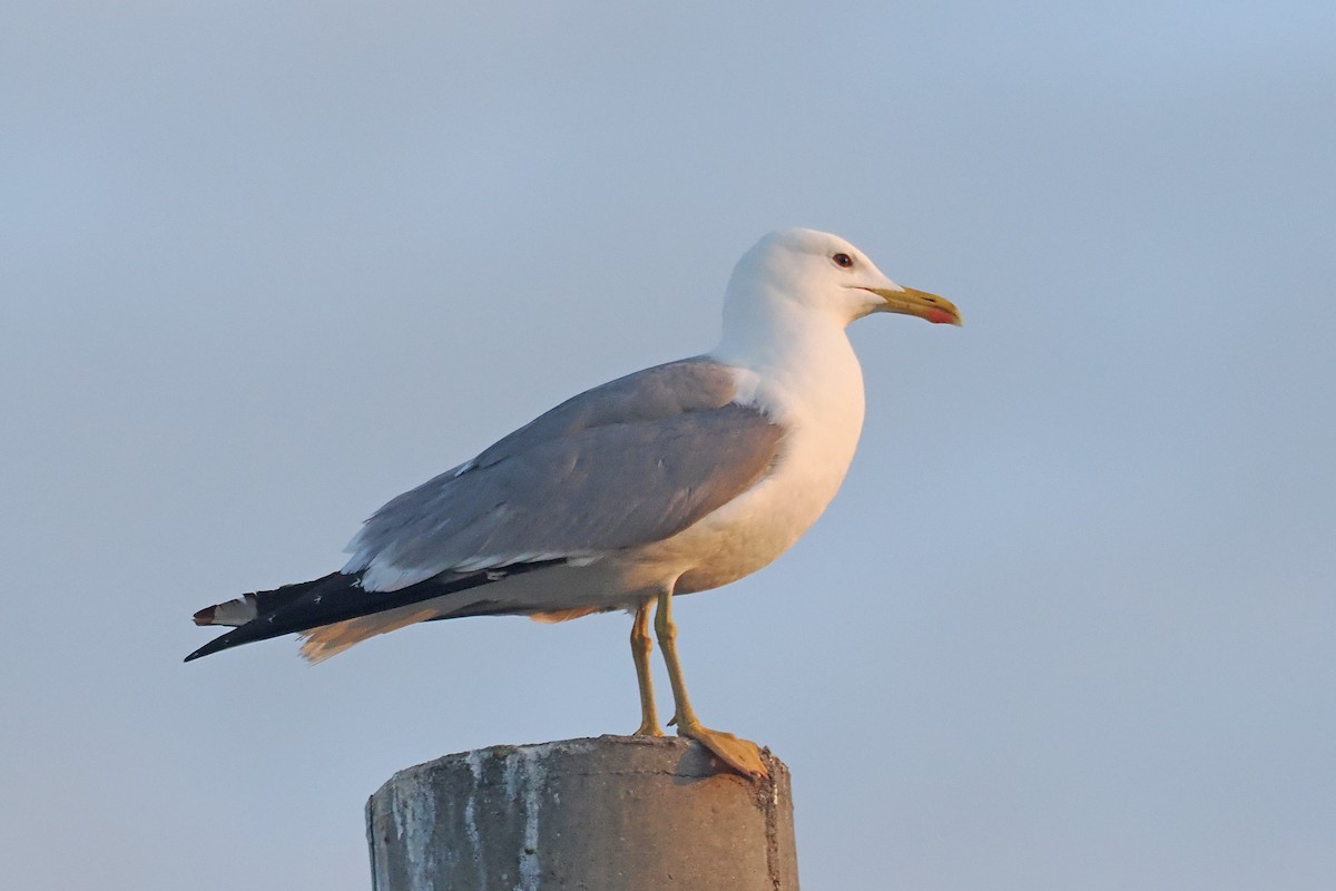 Yellow-legged Gull - Donna Pomeroy