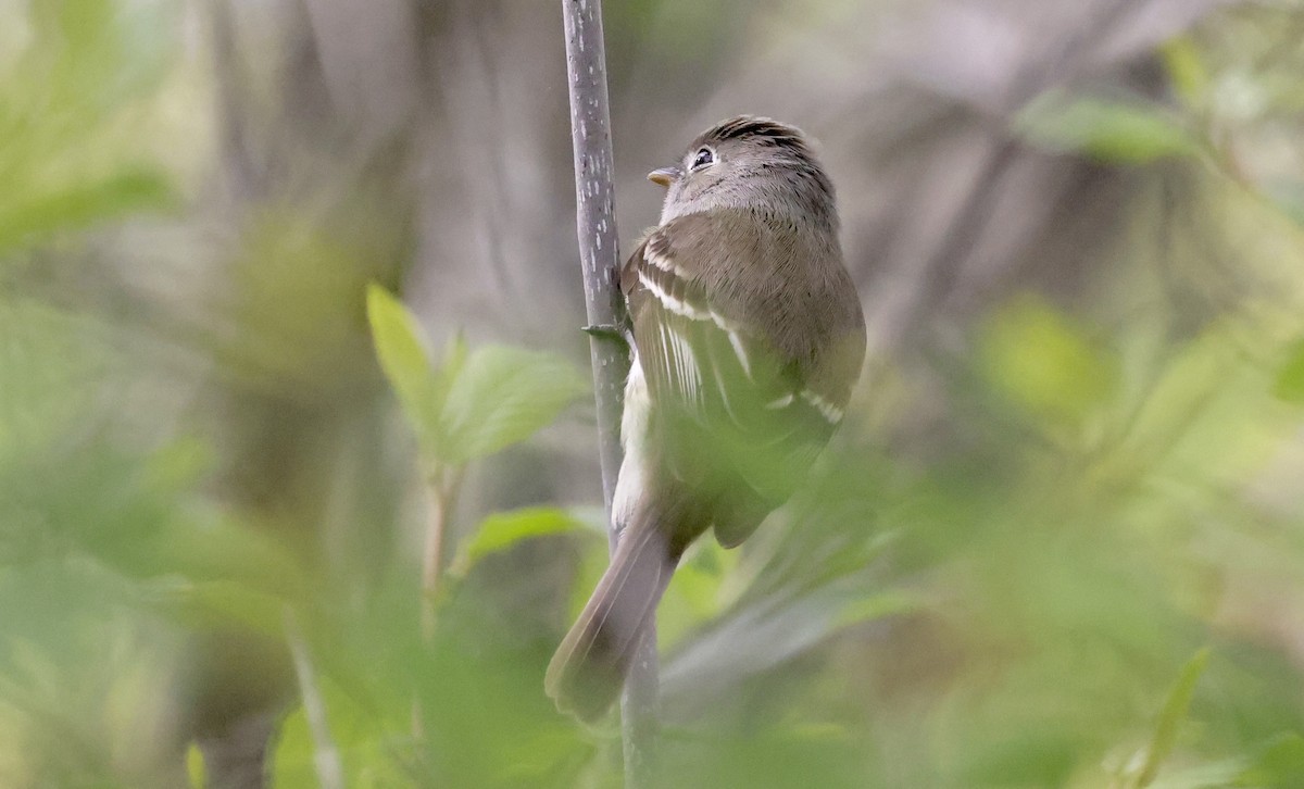 Least Flycatcher - ML619494685