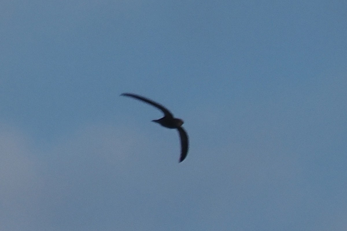 Common Swift - Donna Pomeroy