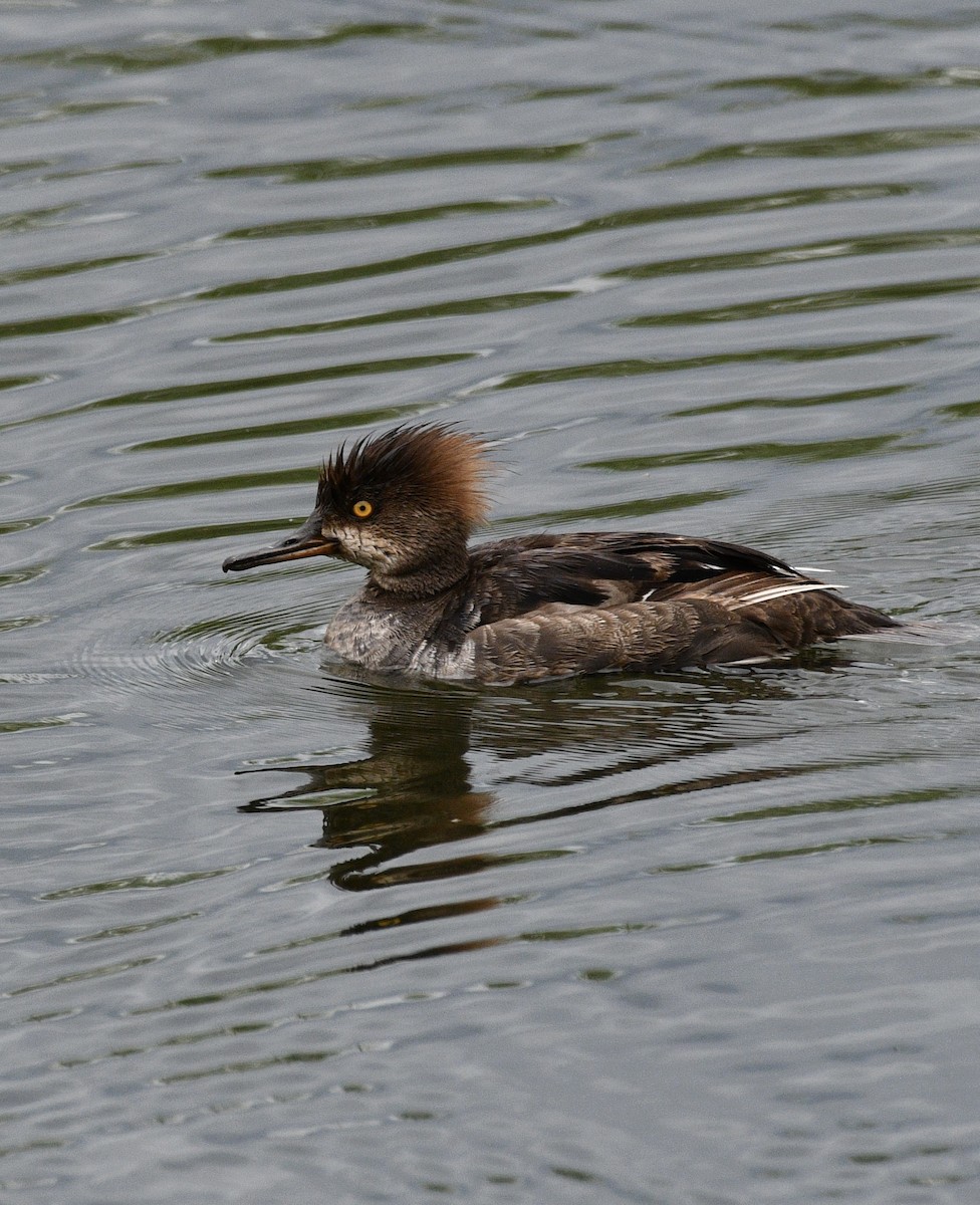 Hooded Merganser - Josh Bruening