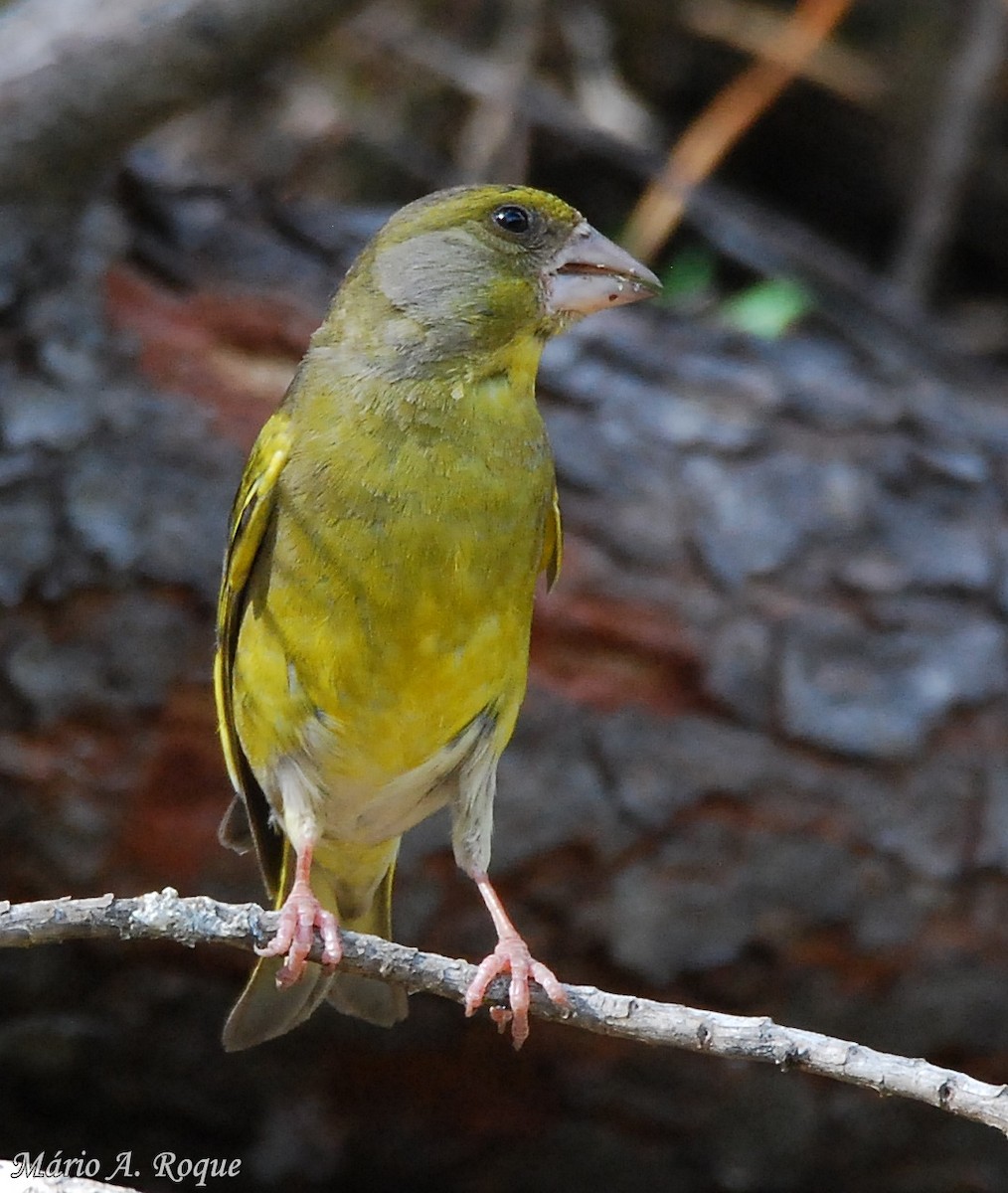 European Greenfinch - Mário Roque