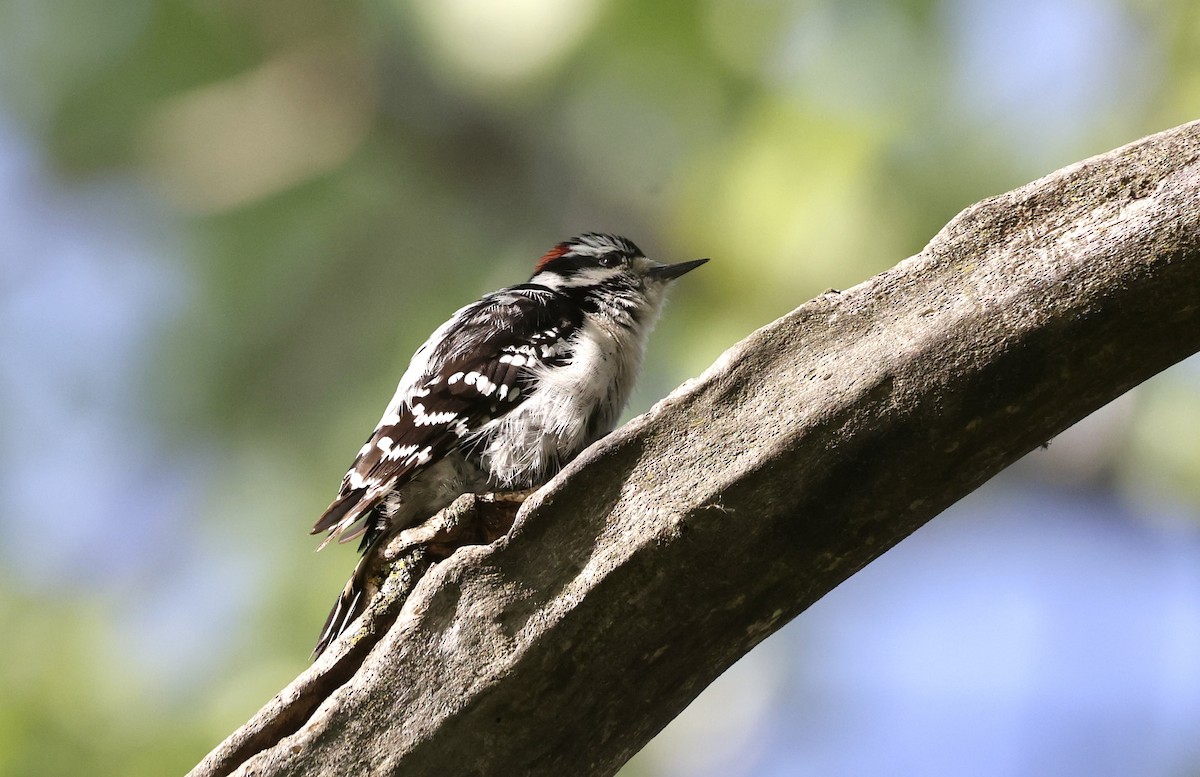 Downy Woodpecker (Eastern) - Anne Bielamowicz