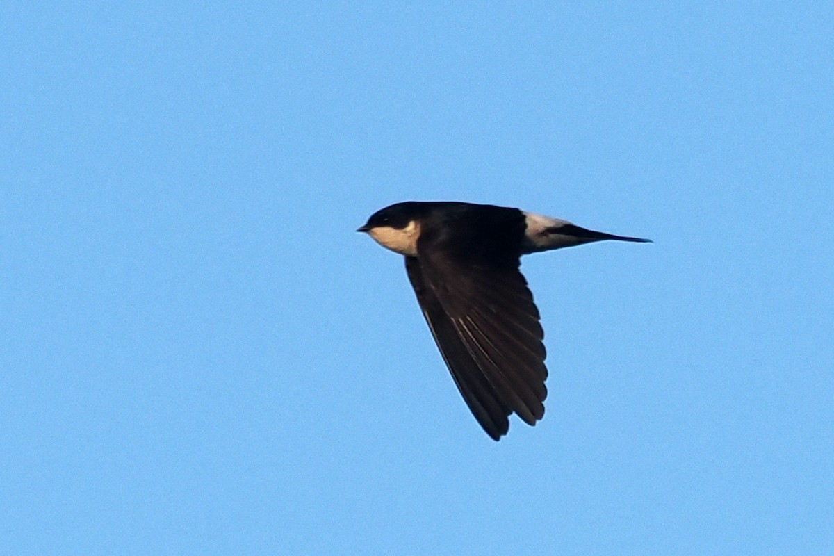 Western House-Martin - Donna Pomeroy