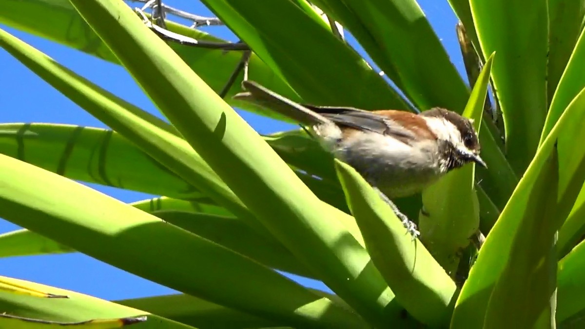 Chestnut-backed Chickadee - Bruce Schine