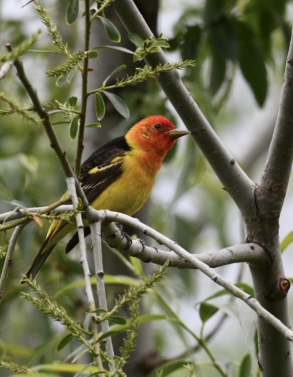 Western Tanager - ML619494716