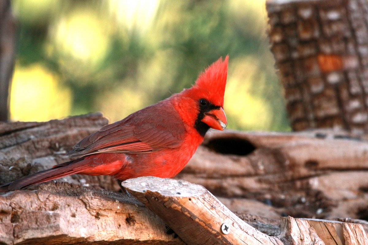 Northern Cardinal - Jesse Pline