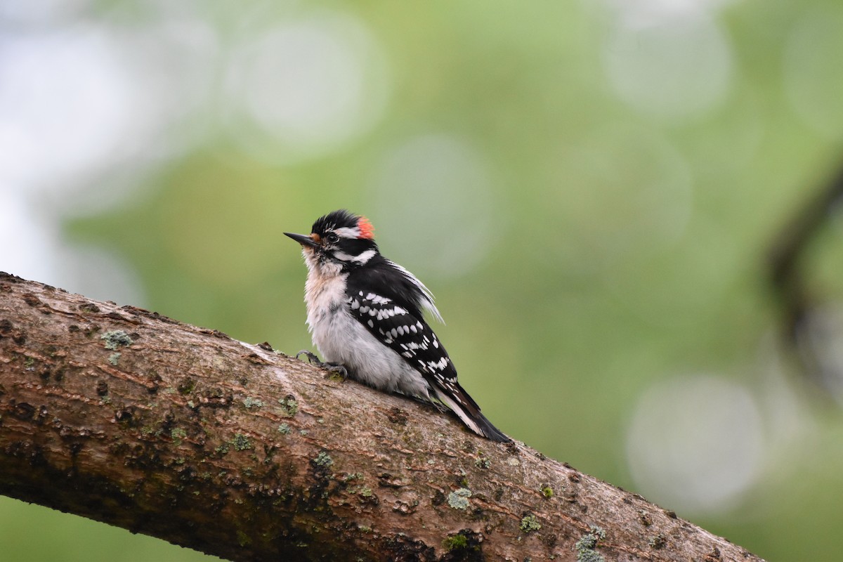 Downy Woodpecker - Amanda Davis