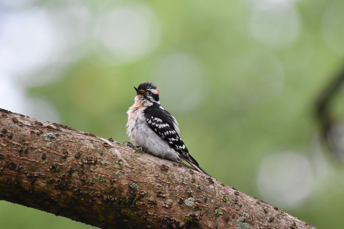 Downy Woodpecker - Amanda Davis