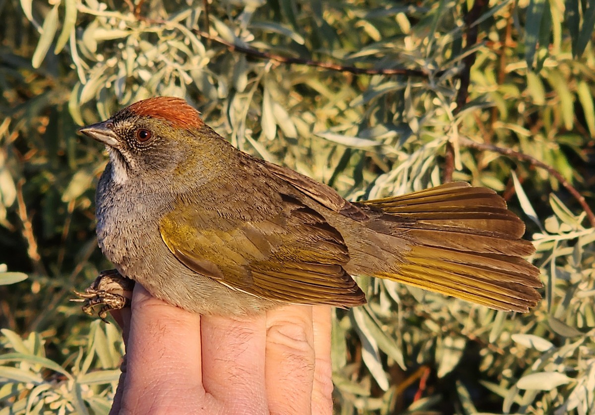 Green-tailed Towhee - Nancy Cox