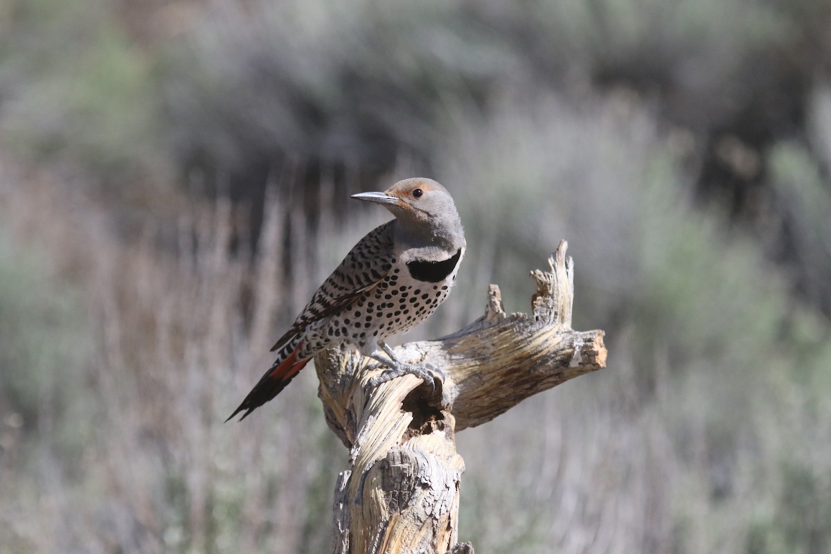 Northern Flicker - alan mauer