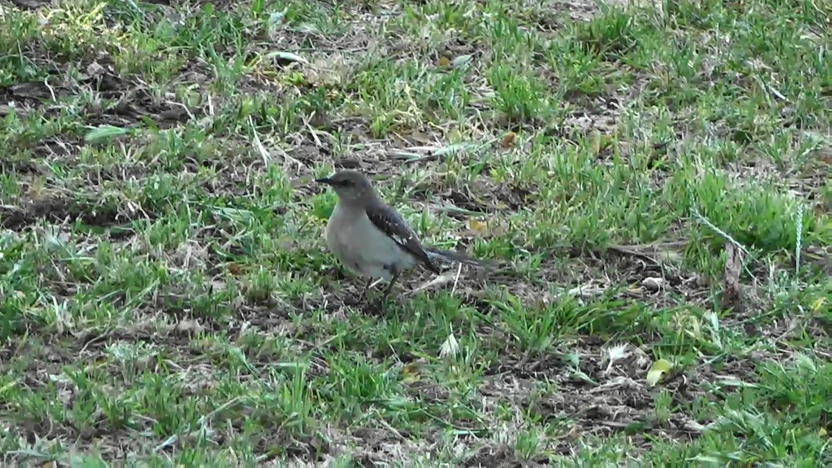 Northern Mockingbird - Bruce Schine