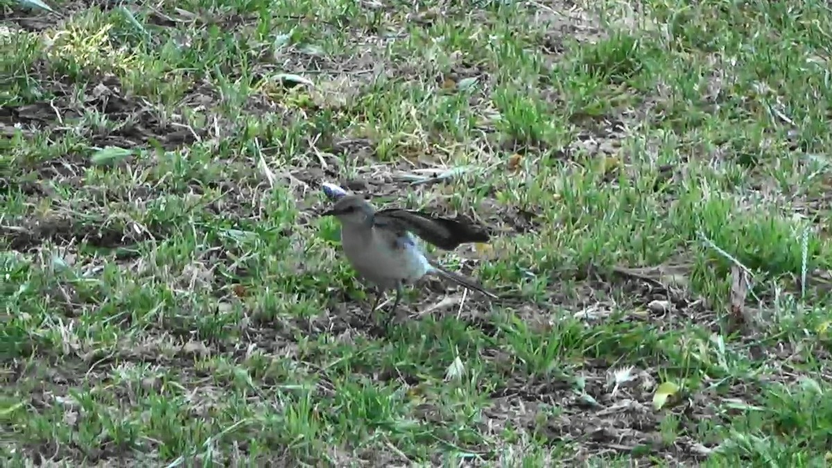 Northern Mockingbird - Bruce Schine