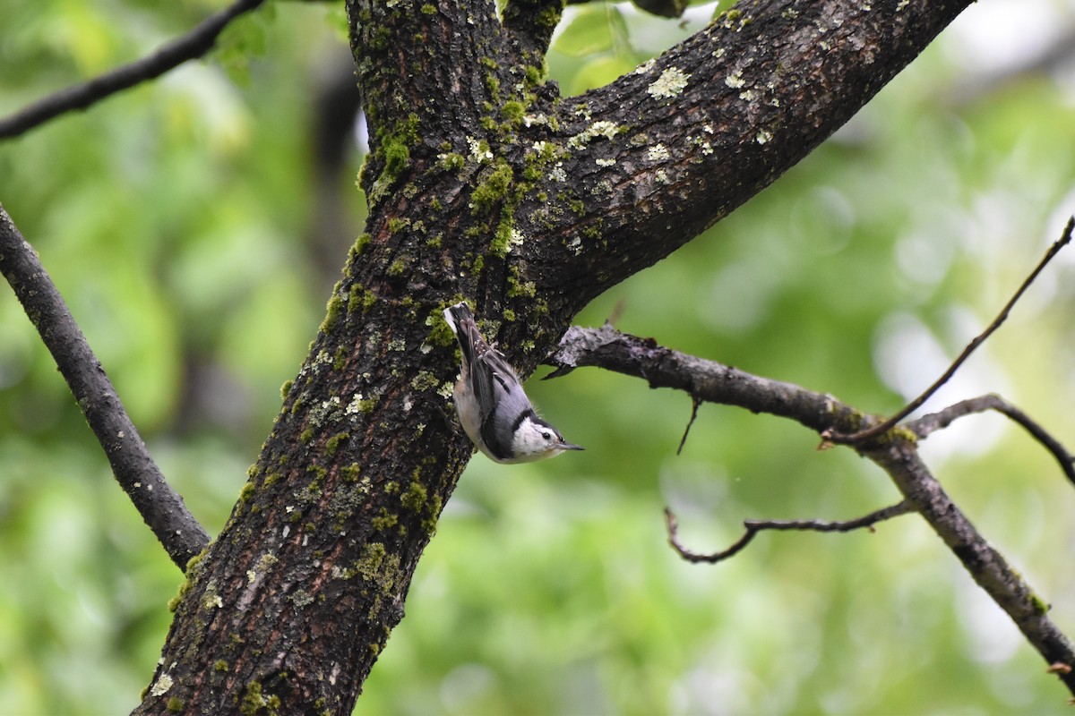 White-breasted Nuthatch - Amanda Davis