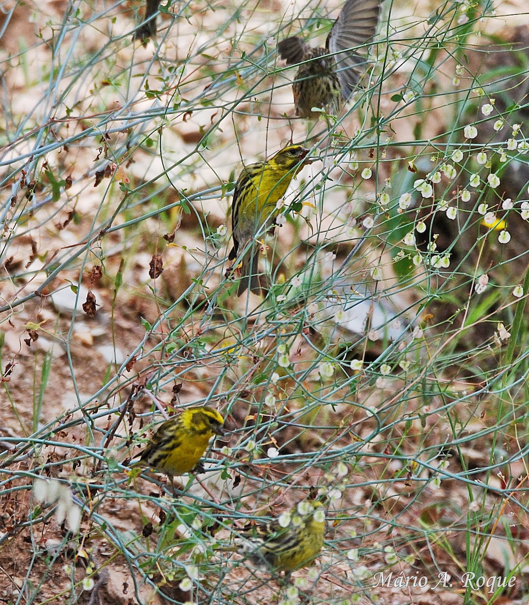 European Serin - Mário Roque