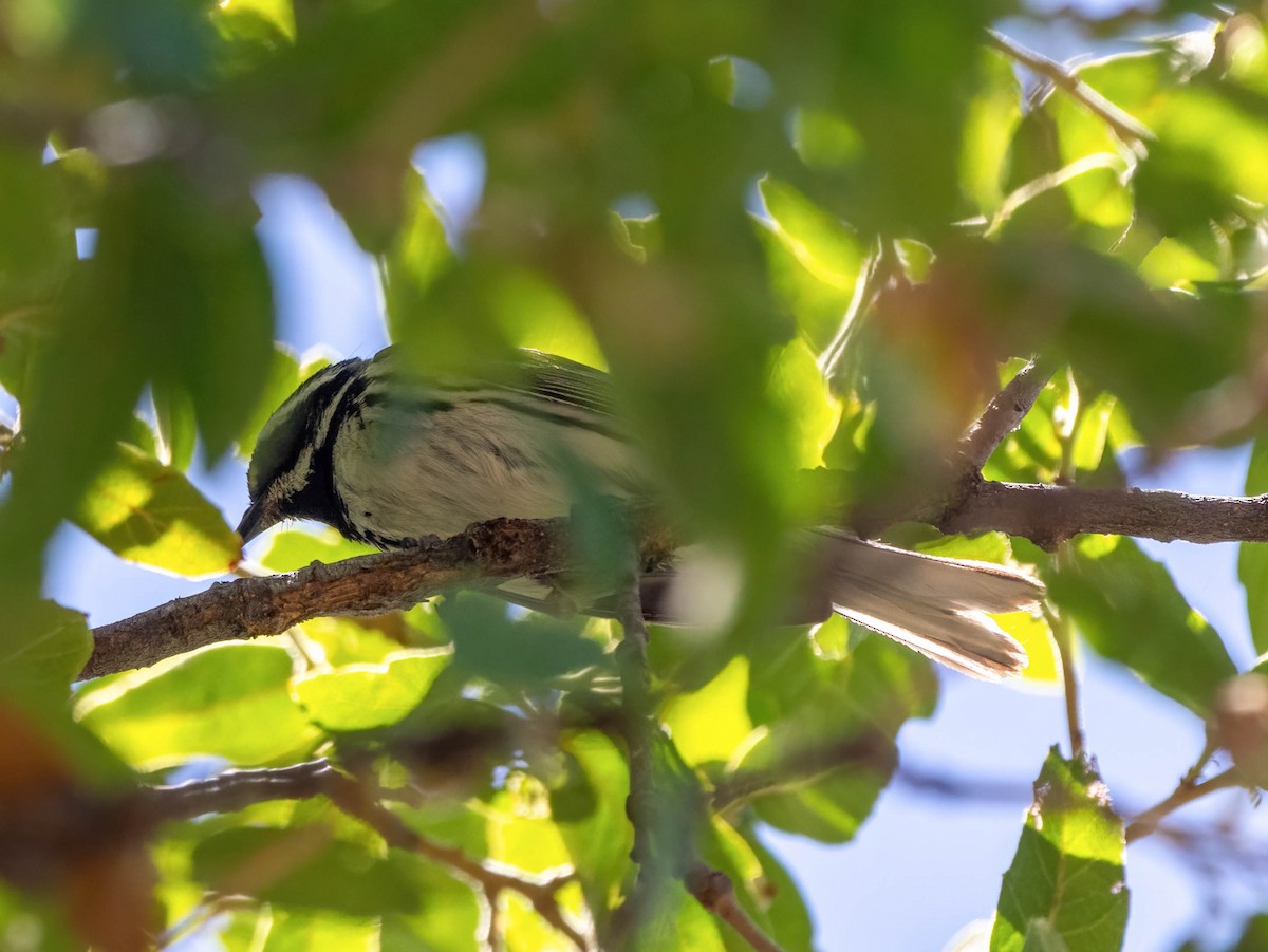 Black-throated Gray Warbler - Eric Bodker