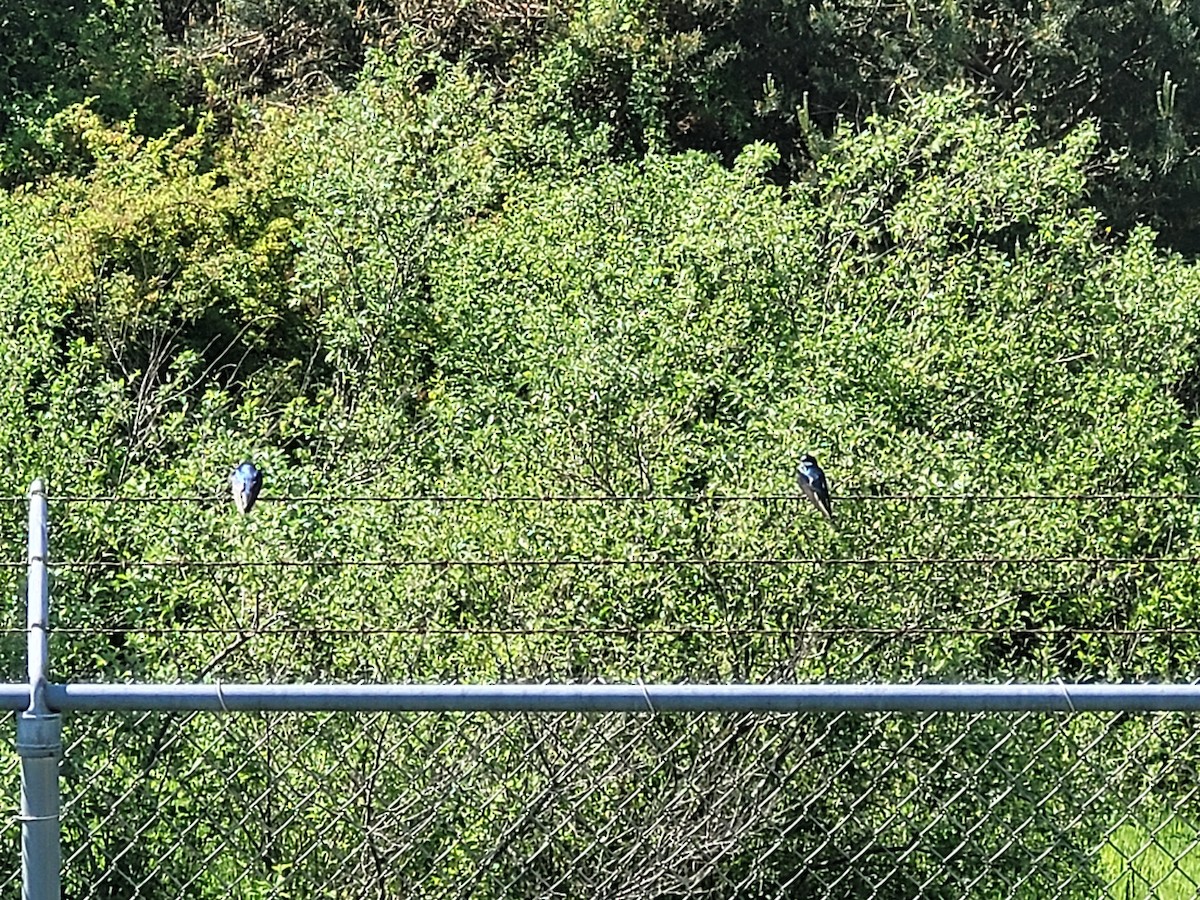 Tree Swallow - ML619494749