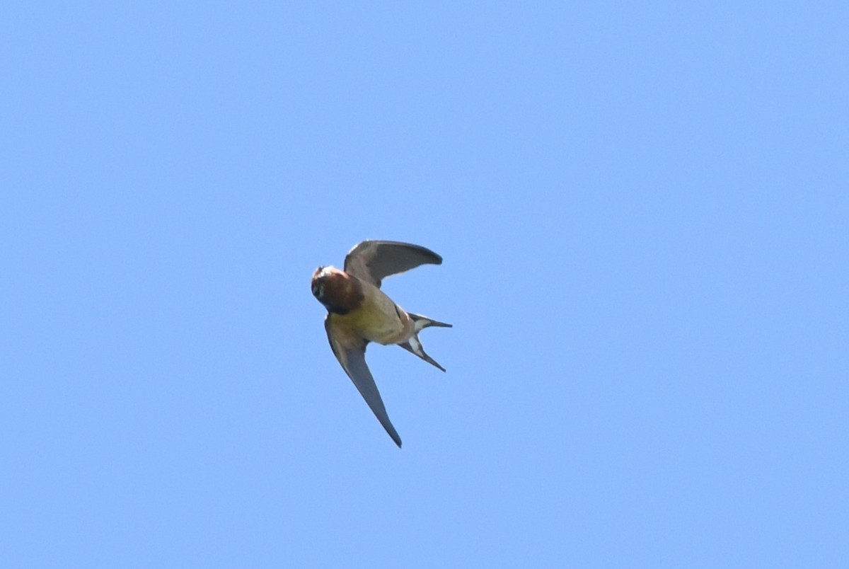 Barn Swallow - Teresa Mawhinney