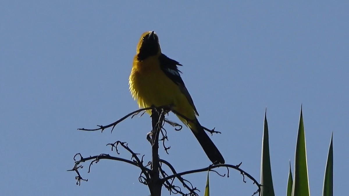 Hooded Oriole - Bruce Schine