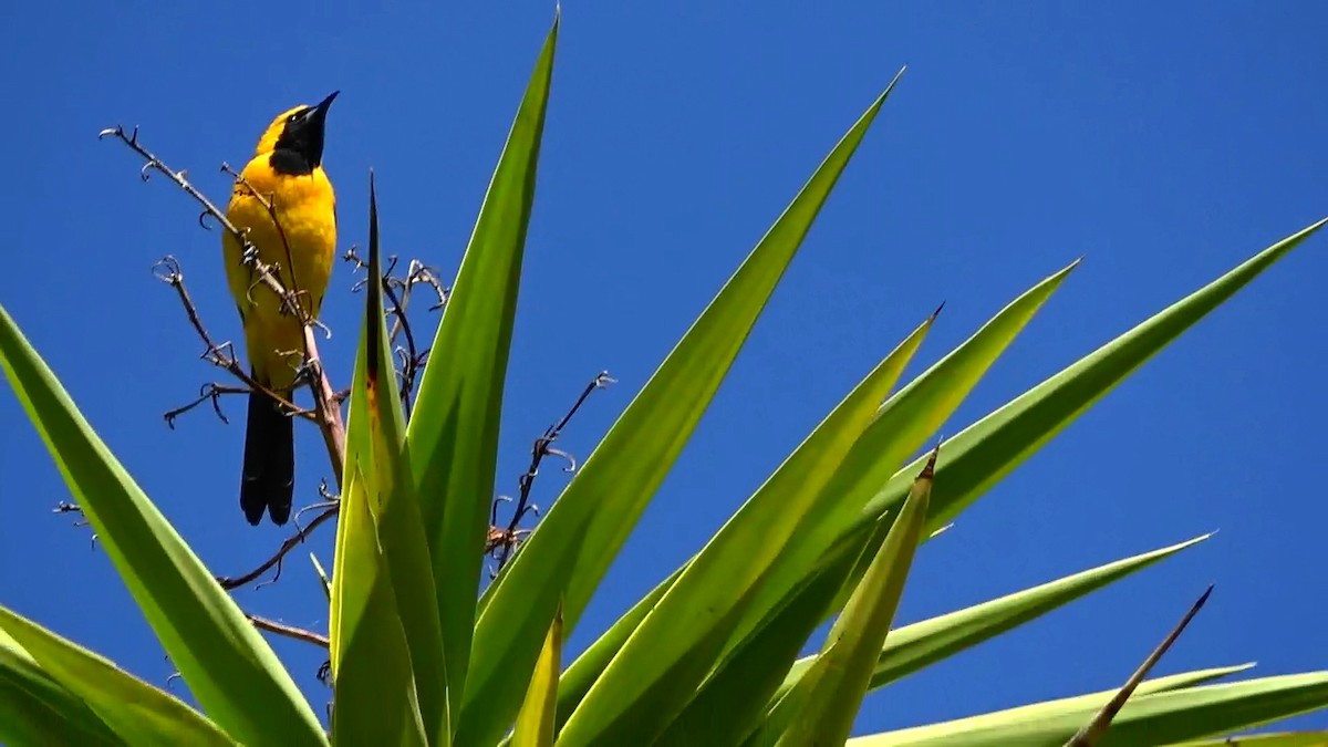 Hooded Oriole - Bruce Schine