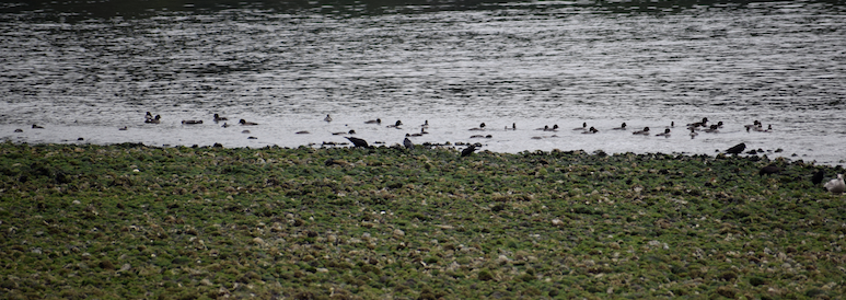 Barrow's Goldeneye - Angela Hansen