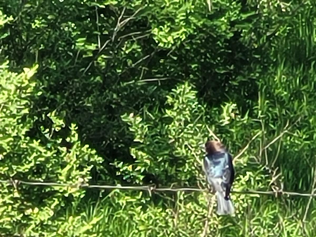 Brown-headed Cowbird - ML619494761