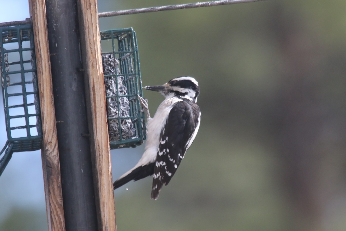 Hairy Woodpecker - alan mauer