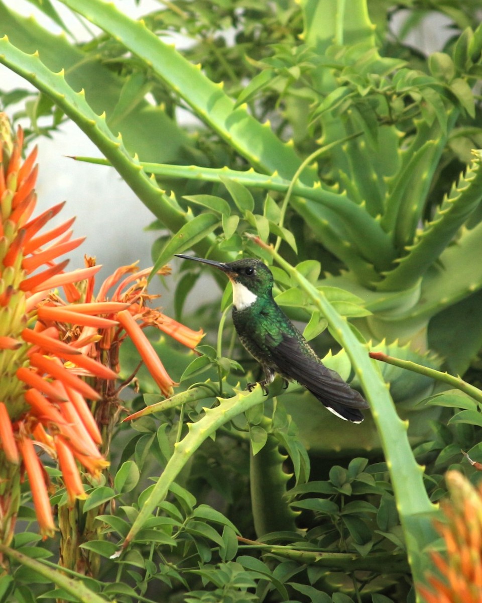 White-throated Hummingbird - M V