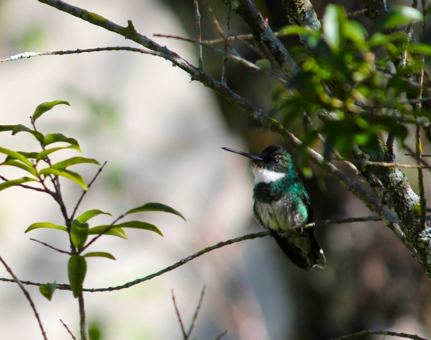 White-throated Hummingbird - M V