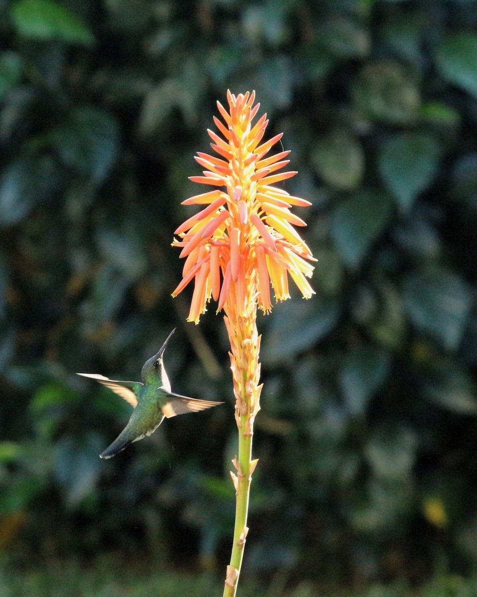 White-throated Hummingbird - M V