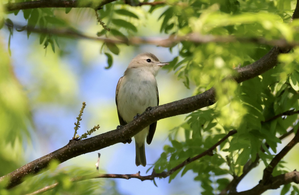 Warbling Vireo (Eastern) - Anne Bielamowicz