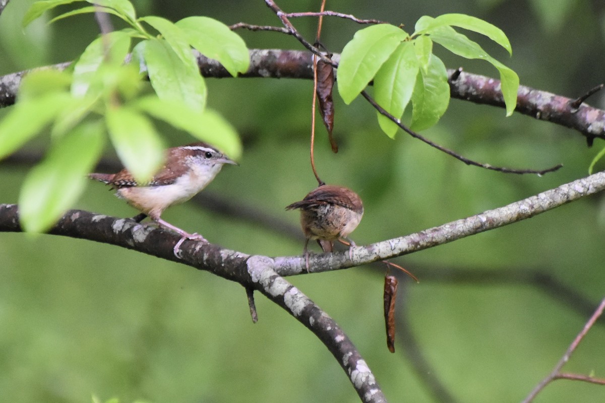 Carolina Wren - Amanda Davis