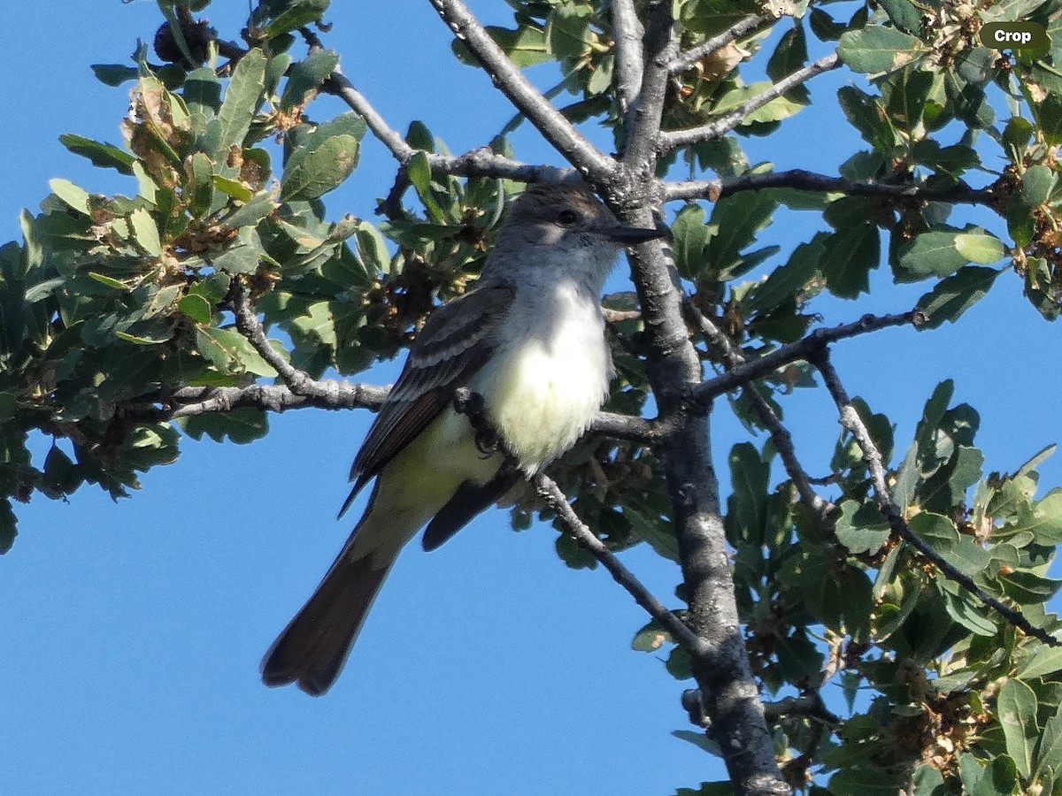 Ash-throated Flycatcher - Willeke and Frits Bosveld - van Rijn