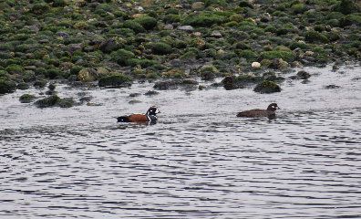 Harlequin Duck - Angela Hansen