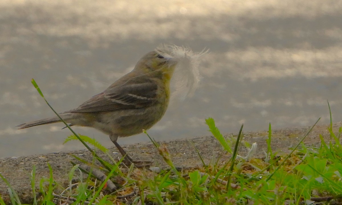 Pine Warbler - Philip Kyle