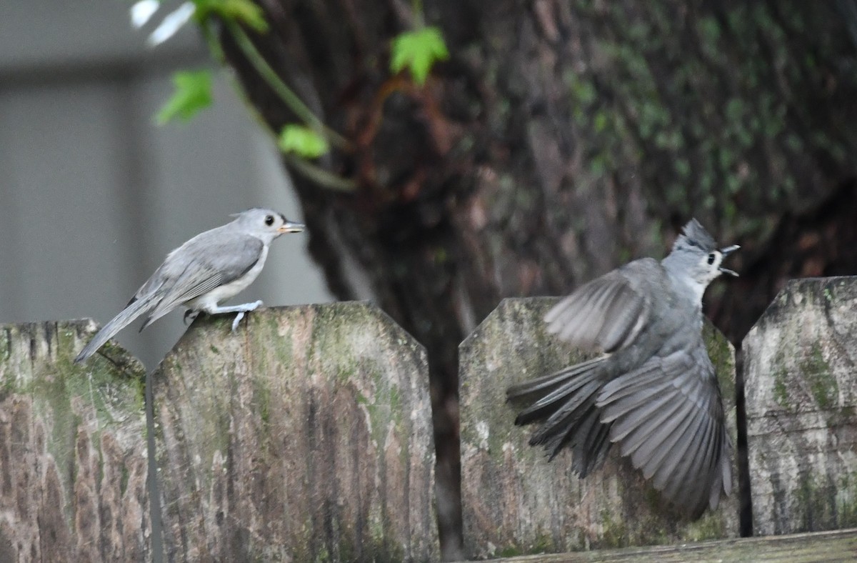 Tufted Titmouse - Carmen Ricer