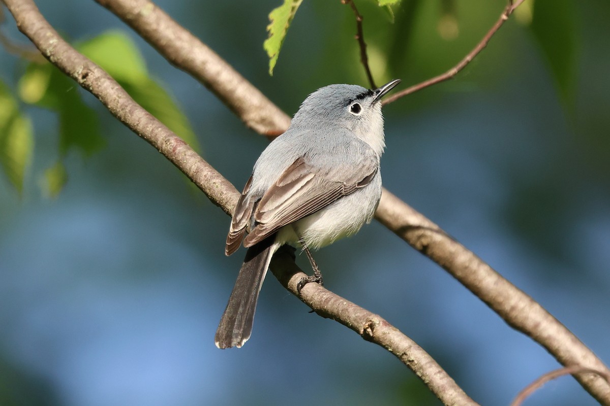 Blue-gray Gnatcatcher - Keith Pflieger