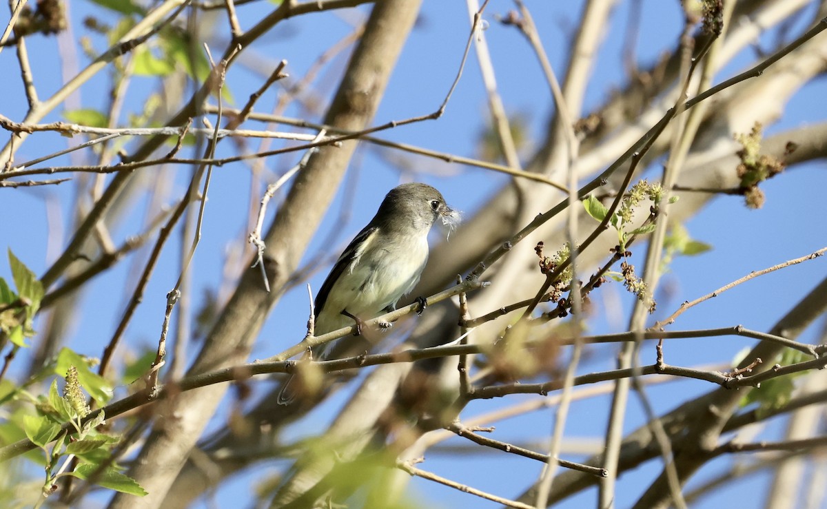 Alder Flycatcher - ML619494798