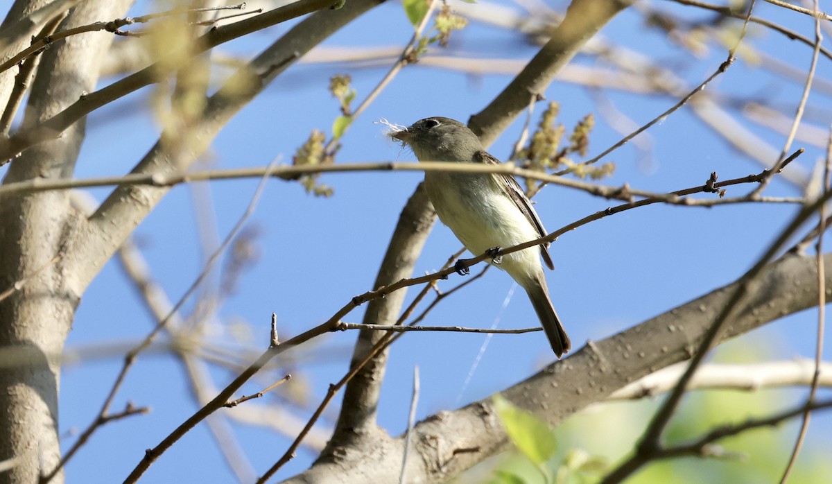 Alder Flycatcher - ML619494799