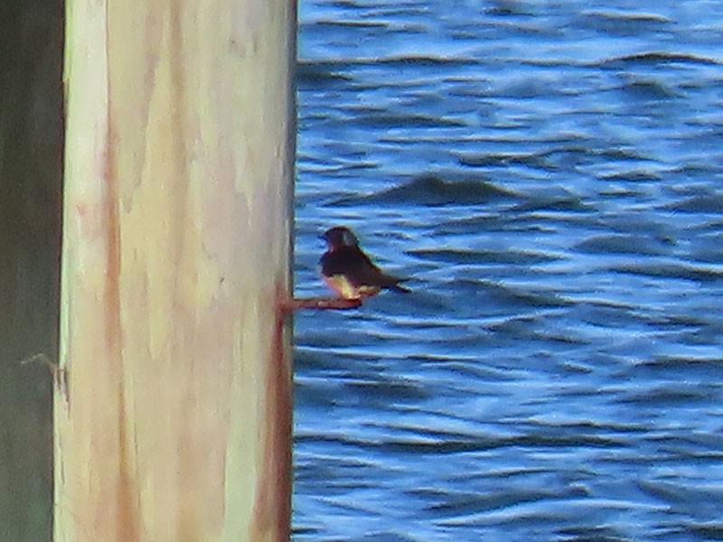 Barn Swallow (American) - Karen Lebing