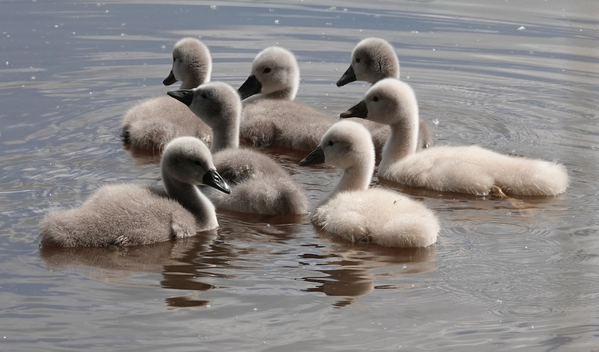 Mute Swan - Josef Trojan