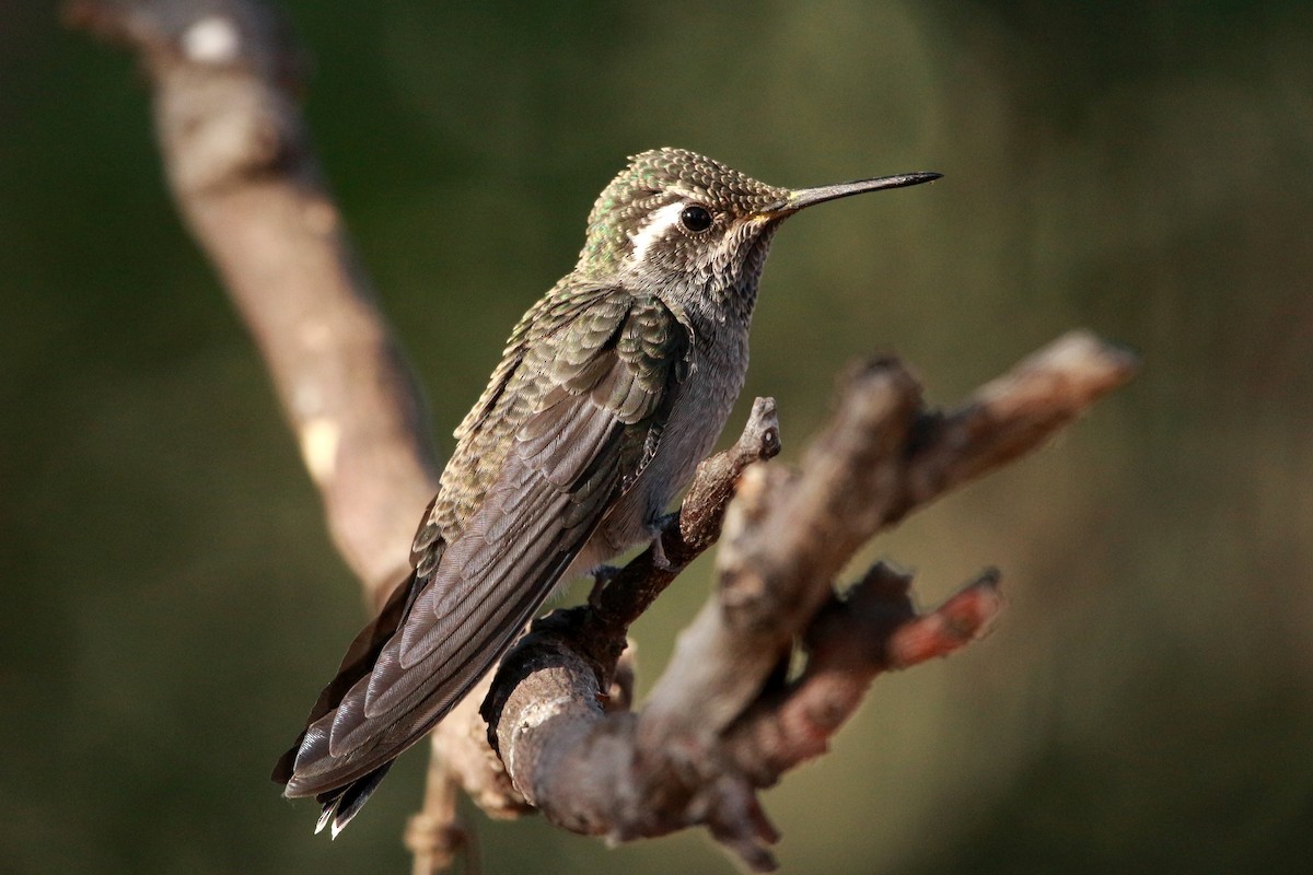 Blue-throated Mountain-gem - Jesse Pline