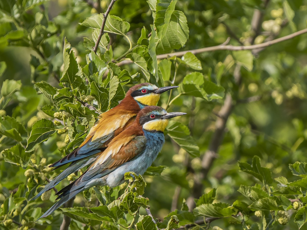 European Bee-eater - ML619494809